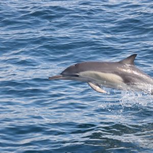 Dolphins Watching & Snorkeling Sightseeing and Tours